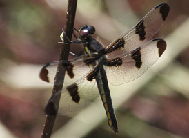 Twelve-spotted Skimmer
